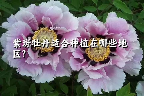 紫斑牡丹适合种植在哪些地区?