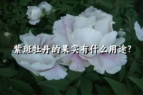 紫斑牡丹的果实有什么用途?