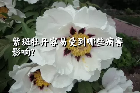 紫斑牡丹容易受到哪些病害影响?