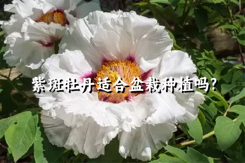 紫斑牡丹适合盆栽种植吗?