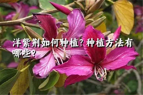 洋紫荆如何种植？种植方法有哪些？