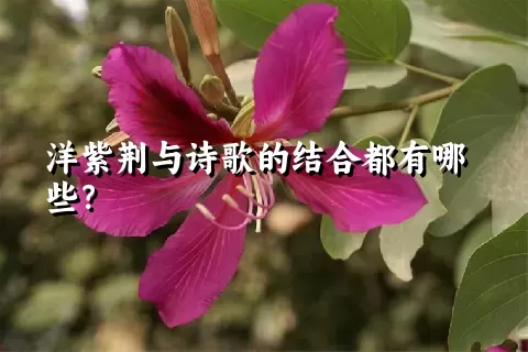 洋紫荆与诗歌的结合都有哪些？