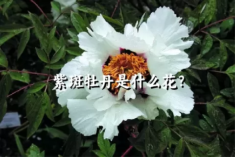 紫斑牡丹是什么花？