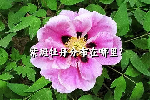 紫斑牡丹分布在哪里?