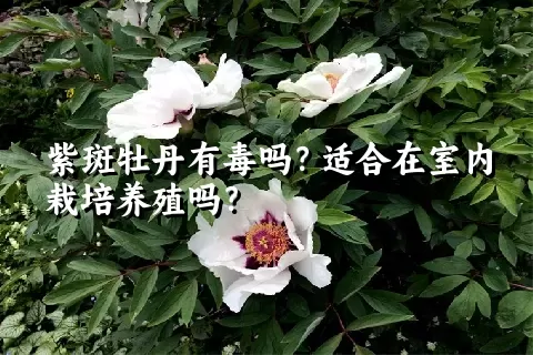 紫斑牡丹有毒吗？适合在室内栽培养殖吗？