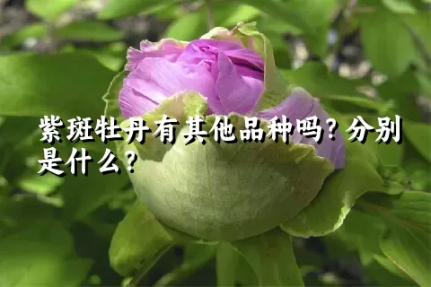 紫斑牡丹有其他品种吗？分别是什么？