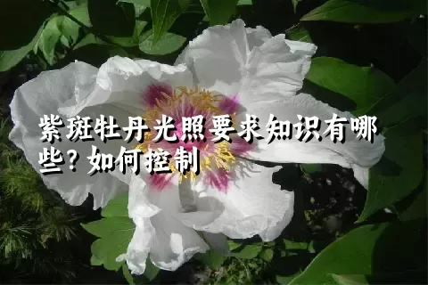 紫斑牡丹光照要求知识有哪些？如何控制