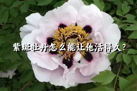 紫斑牡丹怎么能让他活得久？