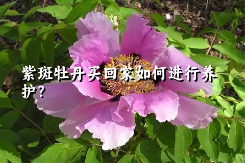 紫斑牡丹买回家如何进行养护？