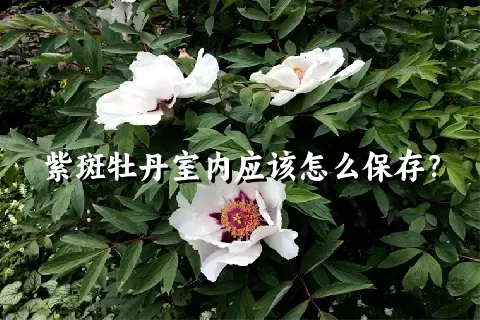 紫斑牡丹室内应该怎么保存？