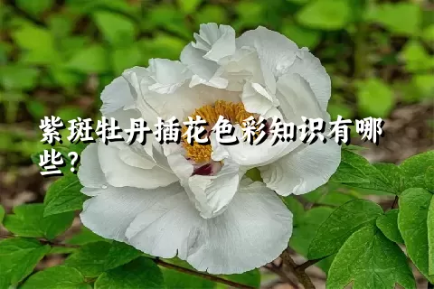 紫斑牡丹插花色彩知识有哪些？