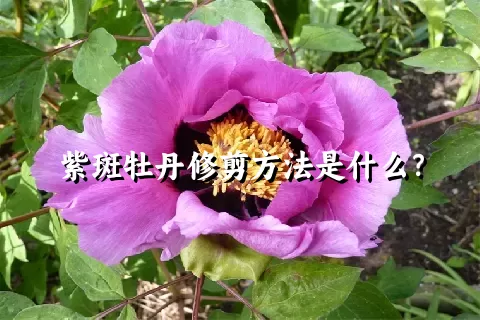 紫斑牡丹修剪方法是什么？