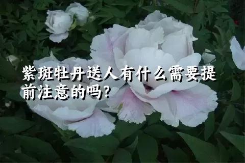 紫斑牡丹送人有什么需要提前注意的吗？