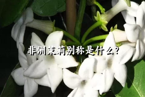 非洲茉莉别称是什么？