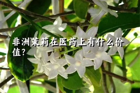 非洲茉莉在医药上有什么价值？