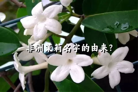 非洲茉莉名字的由来？