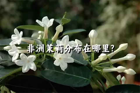 非洲茉莉分布在哪里?