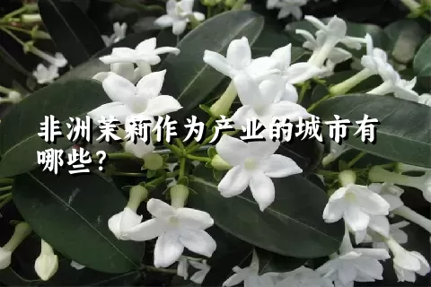 非洲茉莉作为产业的城市有哪些？