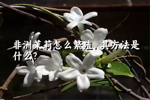 非洲茉莉怎么繁殖，其方法是什么？