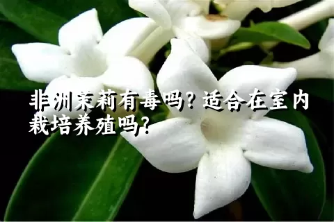 非洲茉莉有毒吗？适合在室内栽培养殖吗？