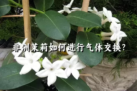 非洲茉莉如何进行气体交换？