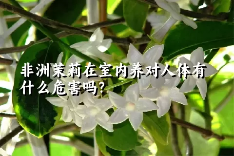 非洲茉莉在室内养对人体有什么危害吗？