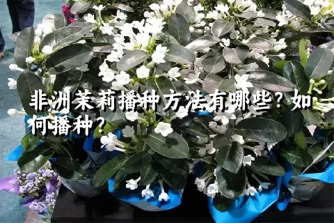 非洲茉莉播种方法有哪些？如何播种？
