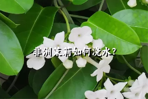 非洲茉莉如何浇水？