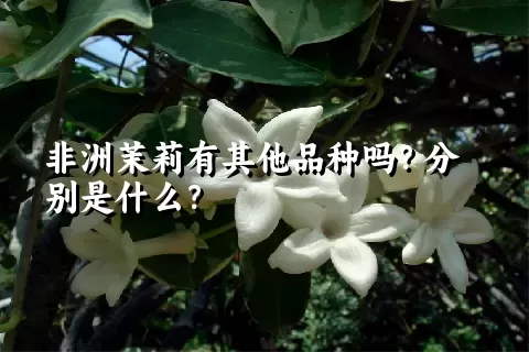 非洲茉莉有其他品种吗？分别是什么？