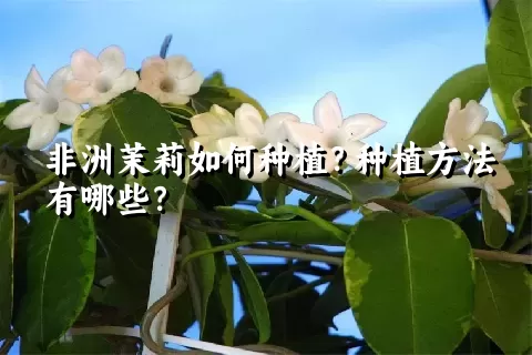 非洲茉莉如何种植？种植方法有哪些？