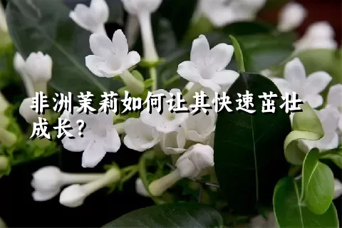 非洲茉莉如何让其快速茁壮成长？
