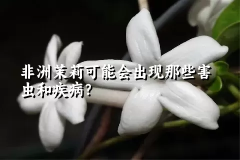 非洲茉莉可能会出现那些害虫和疾病？