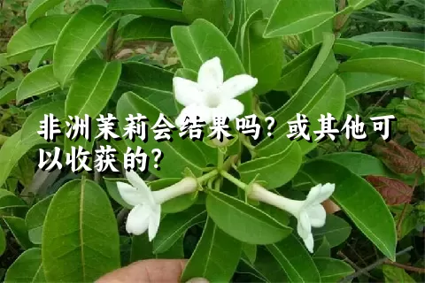 非洲茉莉会结果吗？或其他可以收获的？