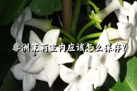 非洲茉莉室内应该怎么保存？