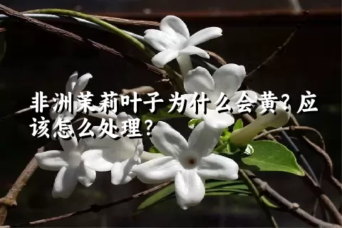 非洲茉莉叶子为什么会黄？应该怎么处理？