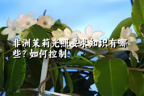 非洲茉莉光照要求知识有哪些？如何控制