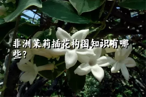 非洲茉莉插花构图知识有哪些？
