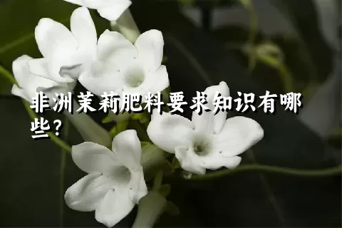 非洲茉莉肥料要求知识有哪些？