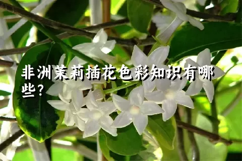 非洲茉莉插花色彩知识有哪些？