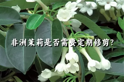 非洲茉莉是否需要定期修剪？