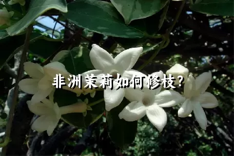 非洲茉莉如何修枝？