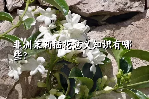 非洲茉莉插花意义知识有哪些？