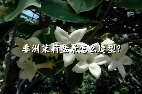 非洲茉莉盆景怎么造型？