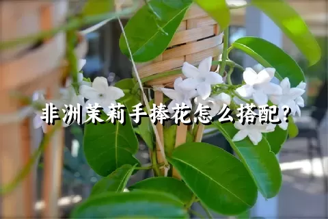 非洲茉莉手捧花怎么搭配？