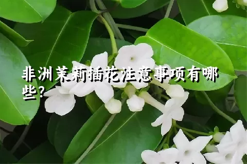 非洲茉莉插花注意事项有哪些？