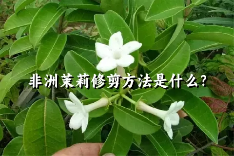 非洲茉莉修剪方法是什么？
