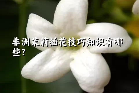 非洲茉莉插花技巧知识有哪些？