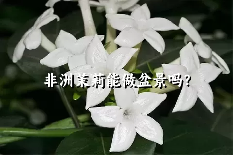 非洲茉莉能做盆景吗？
