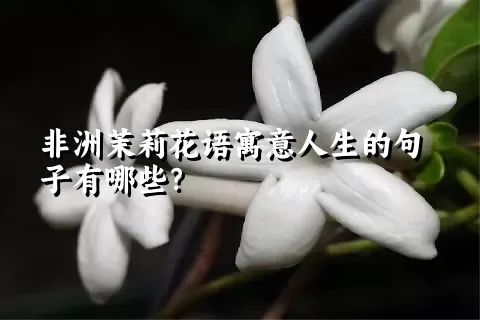 非洲茉莉花语寓意人生的句子有哪些？