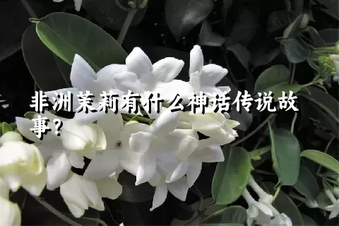 非洲茉莉有什么神话传说故事？